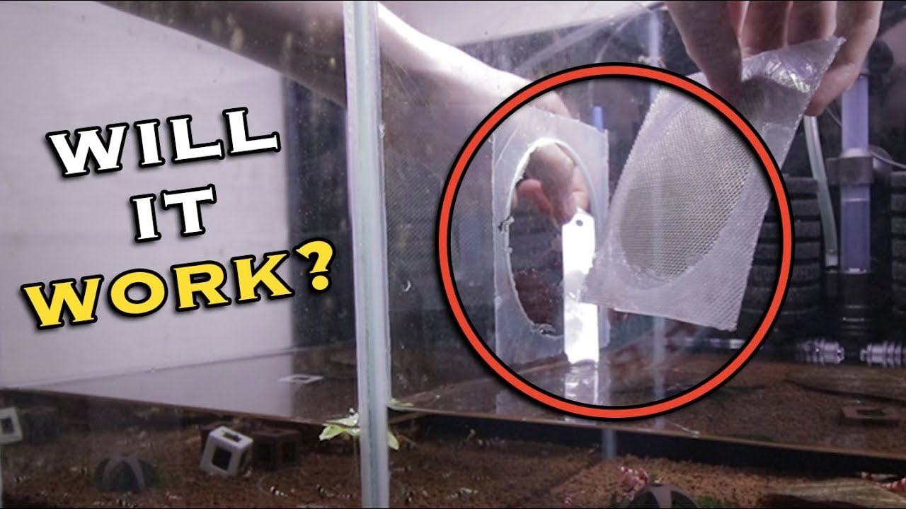 Fixing Shrimp Tank Divider Problem YouTube