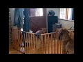 Red fox labrador retriever - Elevage labrador Red fox - Lenny saute les clôtures
