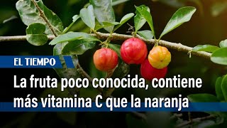 La fruta desconocida que baja el azúcar y tiene 30 veces más vitamina C que la naranja | El Tiempo