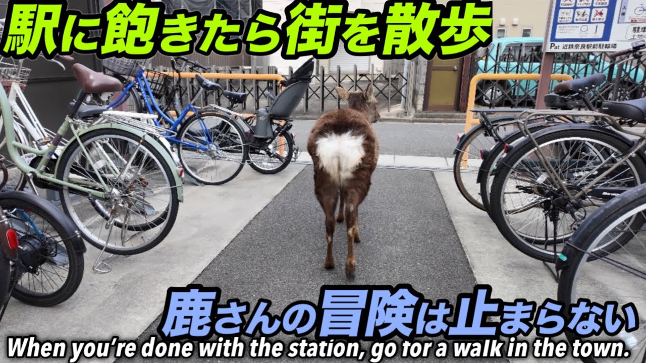 駅に飽きたら街を散歩　鹿さんの冒険は止まらない奈良公園When you’re done with the station, go for a walk in the town.