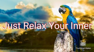 Jungle Relaxation sounds | with beautiful parrots images | Just Relax Your Inner