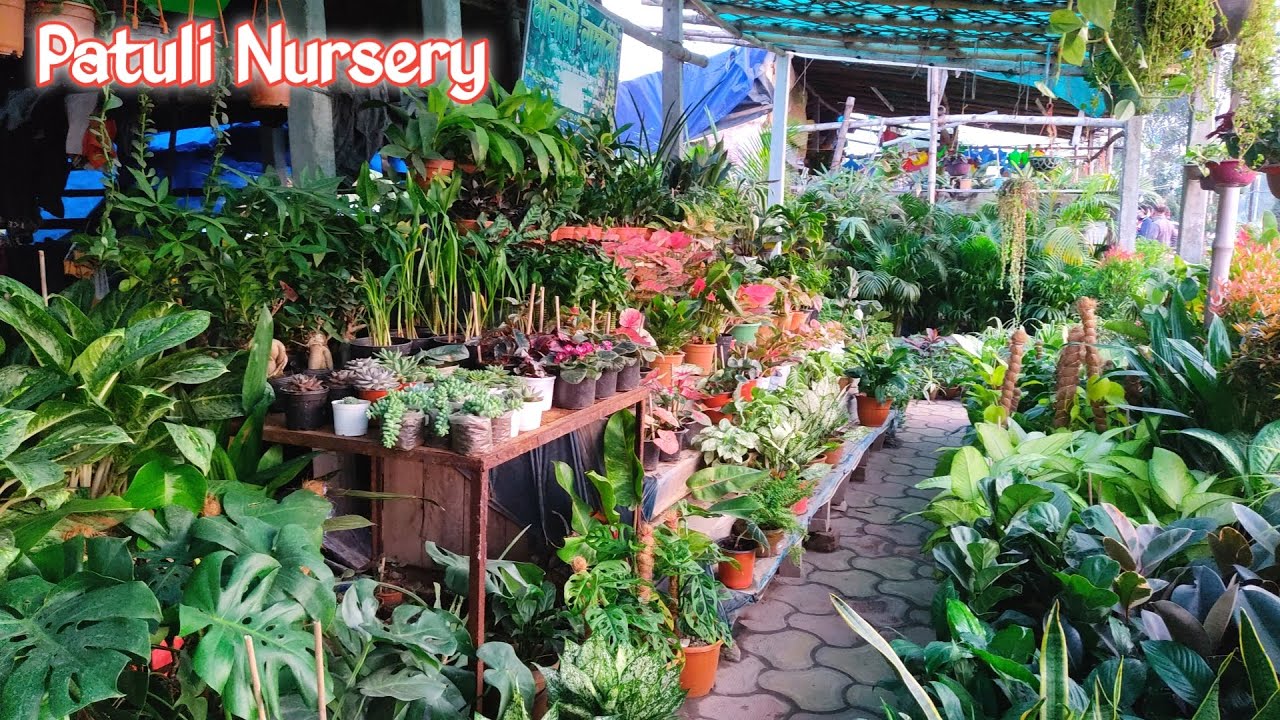 Patuli Nursery Kolkata !! YouTube