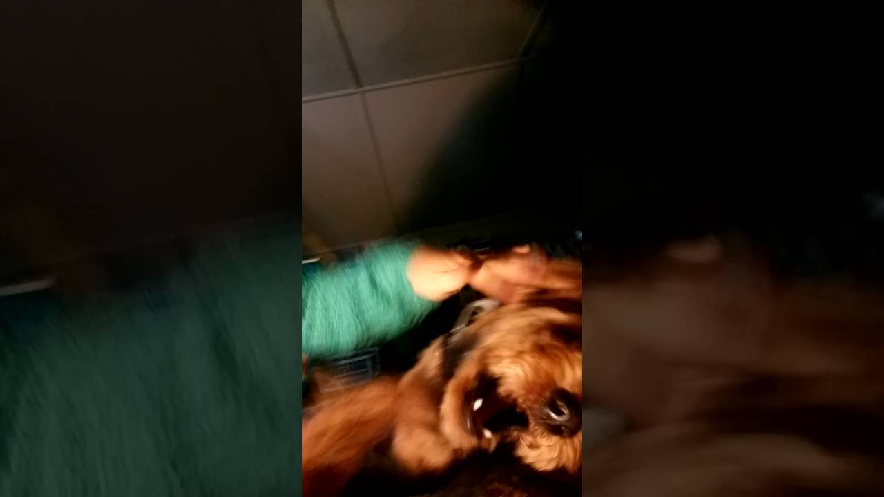 Apollo the vicious hell hound