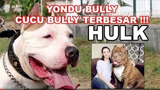 YONDU CUCU BULLY ( HULK ) TERBESAR DUNIA HARGA 200 JUTA Aja kok  DOGZILLA KENNEL SERIES