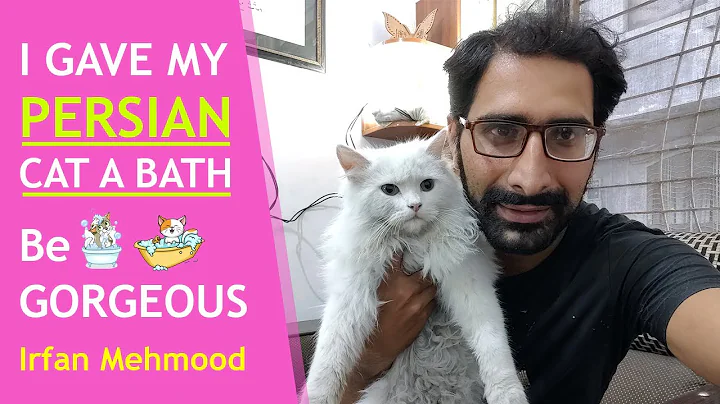 Video 11143061: persian cat bathing