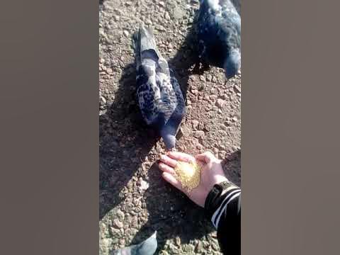 Голубю разрешали съесть пять зерен. Кормить голубей прикол. Голубь кушает. Кормовые голуби. Голубю разрешали съесть пять зерен.