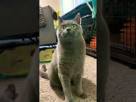 いつ見てもかわいいぶりお君　#shorts