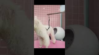 2024 Chó Phốc Sóc Mini 😍 Funny and Cute Pomeranian 😺🐶 | cute animals41.10