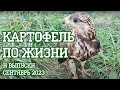 За неимением канюков окольцевали Картоху