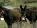 LOBO IBERICO: Burros para proteger al ganado de los lobos (Noticia)