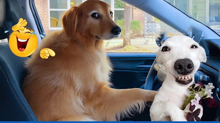 Video 10942811: compilation cats pets, funniest pets compilation, cat best funniest compilation