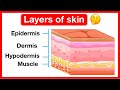Layers of Skin: Functions and Features Explained