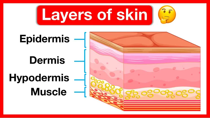 Layers of skin ✋ | Human skin anatomy | Easy learning video | 5 senses
