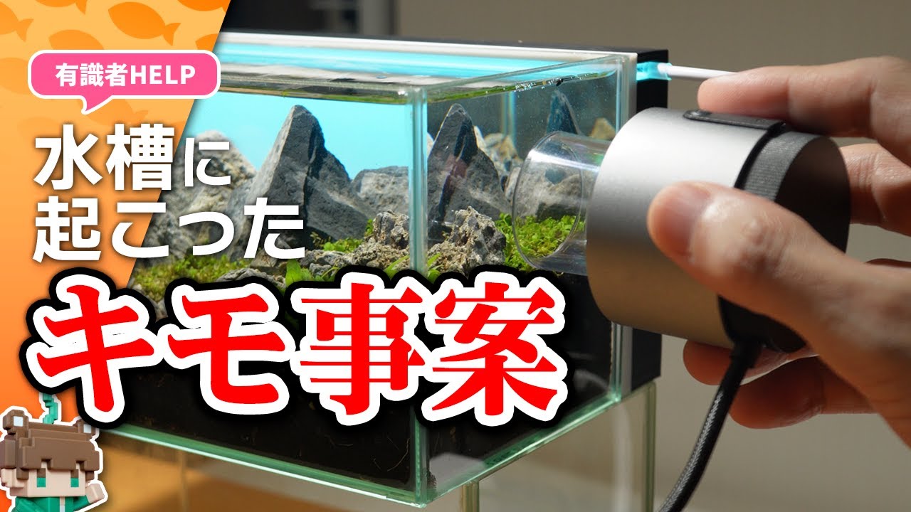 Two creepy things that happened in my aquarium! Plants dying and