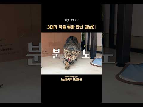 3대가 덕을 쌓아 만난 누워서 목욕하는 길냥이😲 오늘의 귀요미 thumbnail