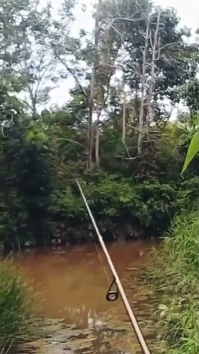 nasib sial yg di kamiflase😫||joran ul patah di hajar babon #shorts