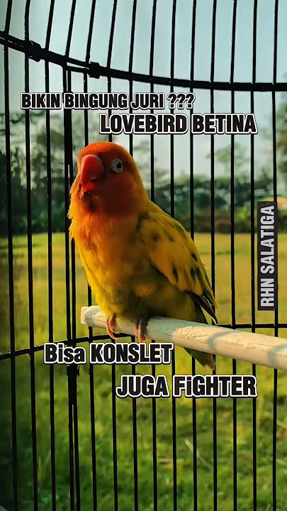 Female lovebird with 2 characters. Can a fighter be a konslet? #lovebird #lovebirdkonslet #lovebi...