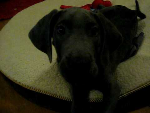 Great Dane Puppy 10 Weeks Old