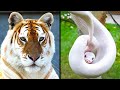 इन जानवरो को देखने में नसीब लगता है top 10 most unusual animals on earth