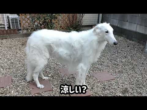 極寒 も ボルゾイには快適ですww