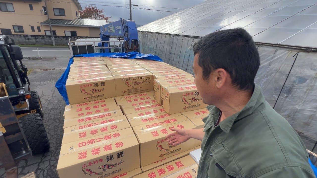 阪井養魚場の100箱の錦鯉に途方に暮れる#錦鯉販売#koifish #koi #泳ぐ宝石錦鯉