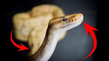 CONCERNING Ball Python Body Language