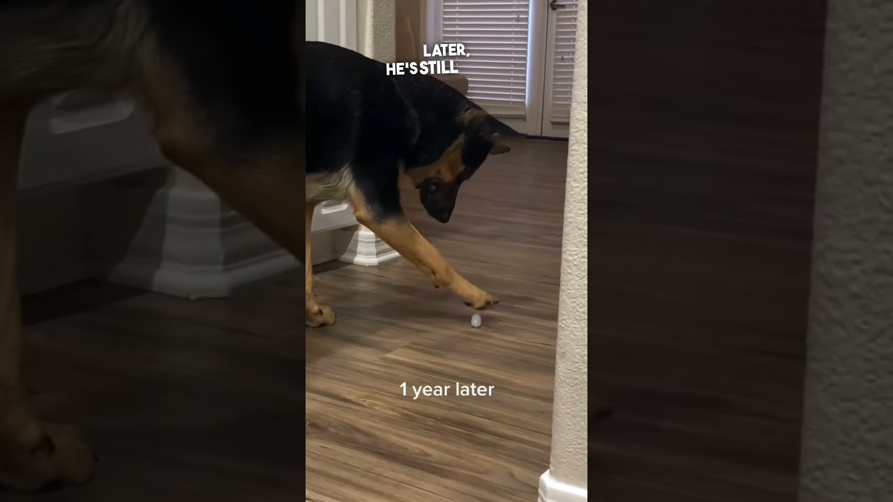 The happiest dog ever 😂