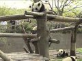 Acrobatic pandas