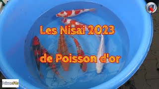 Les Nisai 2023 de Poisson d'or