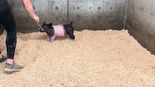 Full 18-9 Cross Gilt News