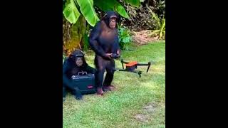 Drone @CrisSunLife #drone #monkey #nature