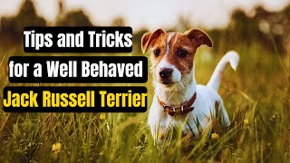 Tips and Tricks for a Well Behaved Jack Russell Terrier