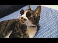 ダイソー(DAISO)で見つけた話題の猫用サングラス！！【レビュー 動画 かわいい】
