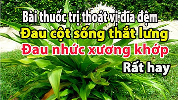 Bài thuốc trị thoát vị đĩa đệm đau nhức xương khớp đau cột sống thắt lưng rất hay cây đại tướng quân