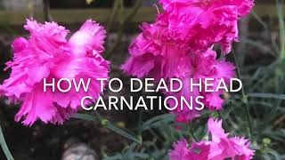 How to Dead Head Carnations, How to Cut Back Carnations, Get Gardening