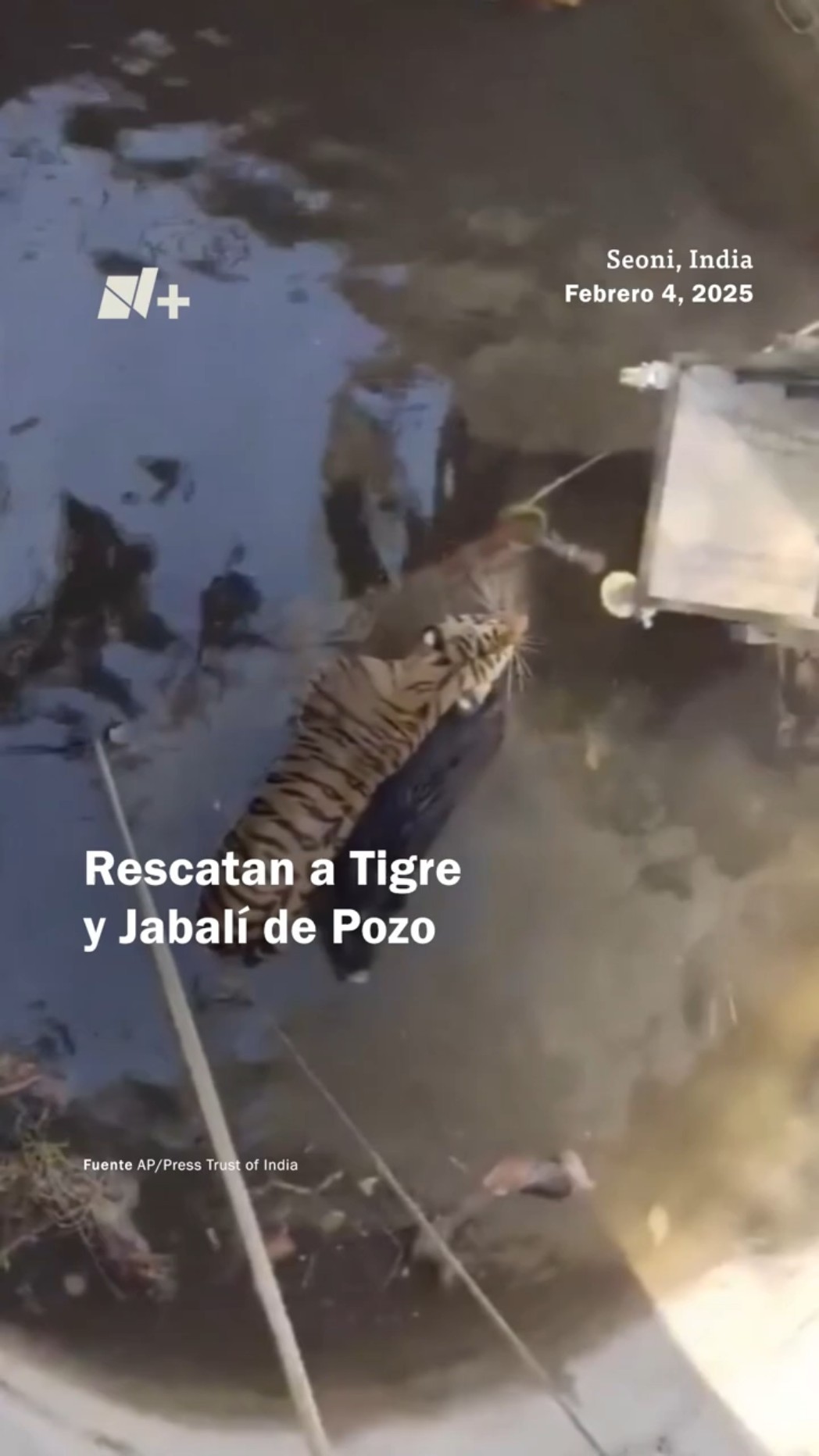 Rescatan a Tigre y Jabalí de Pozo - N+ #Shorts