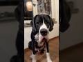 Disapointed Great Dane #shortvideo #viralnotviral #saddogstory #feed #shortsfeed #hugedog
