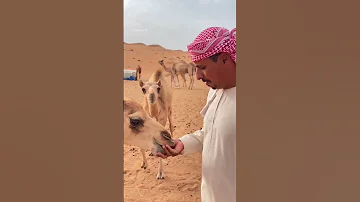 تربية الإبل عند البدو حيوانات بدو جمال 