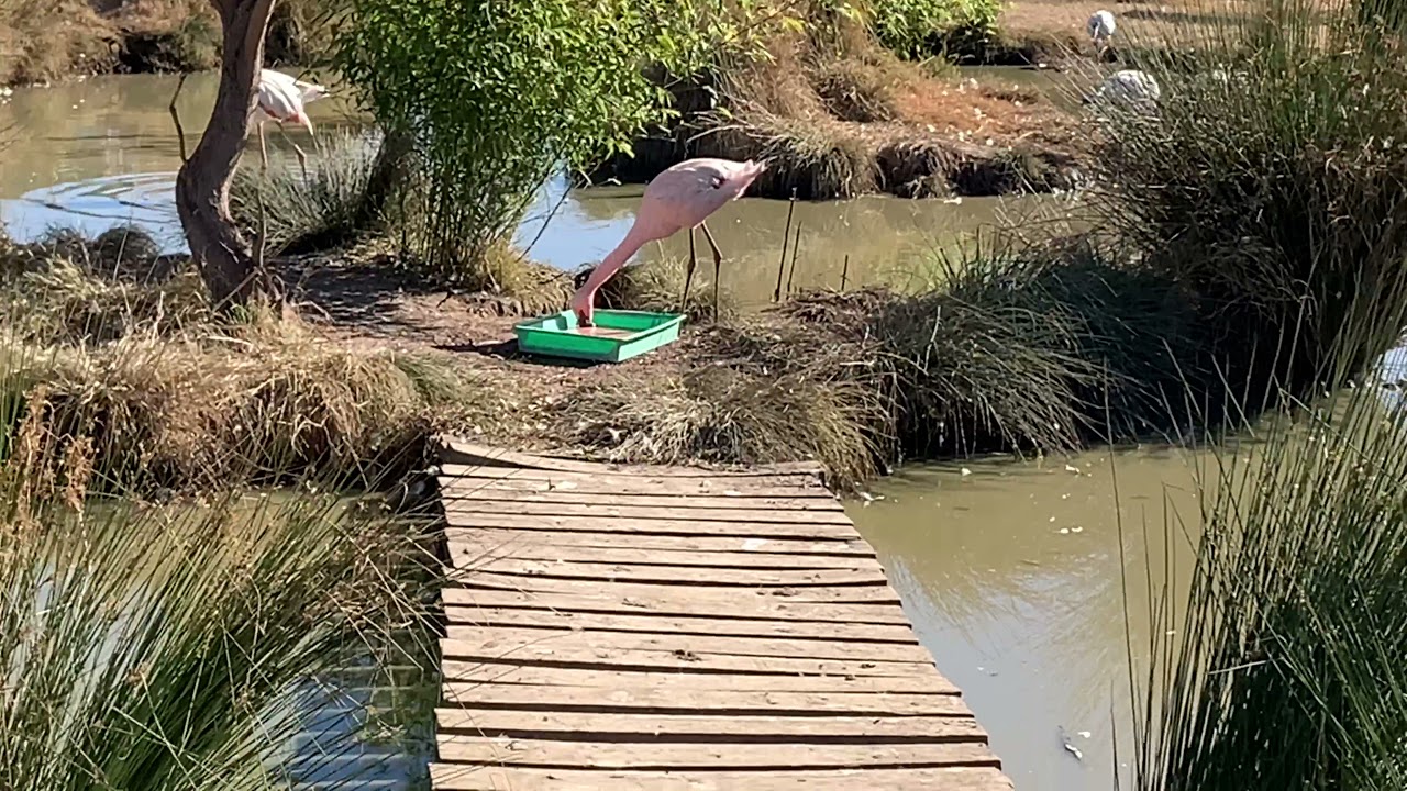 Lazy Flamingo pond