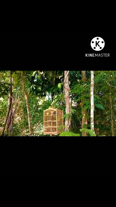 Suara keras full isian pikat kutilang emas gacor bocor