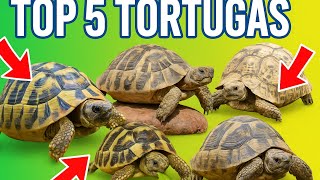 Top 5 tortugas de tierra para principiantes 🐢✅