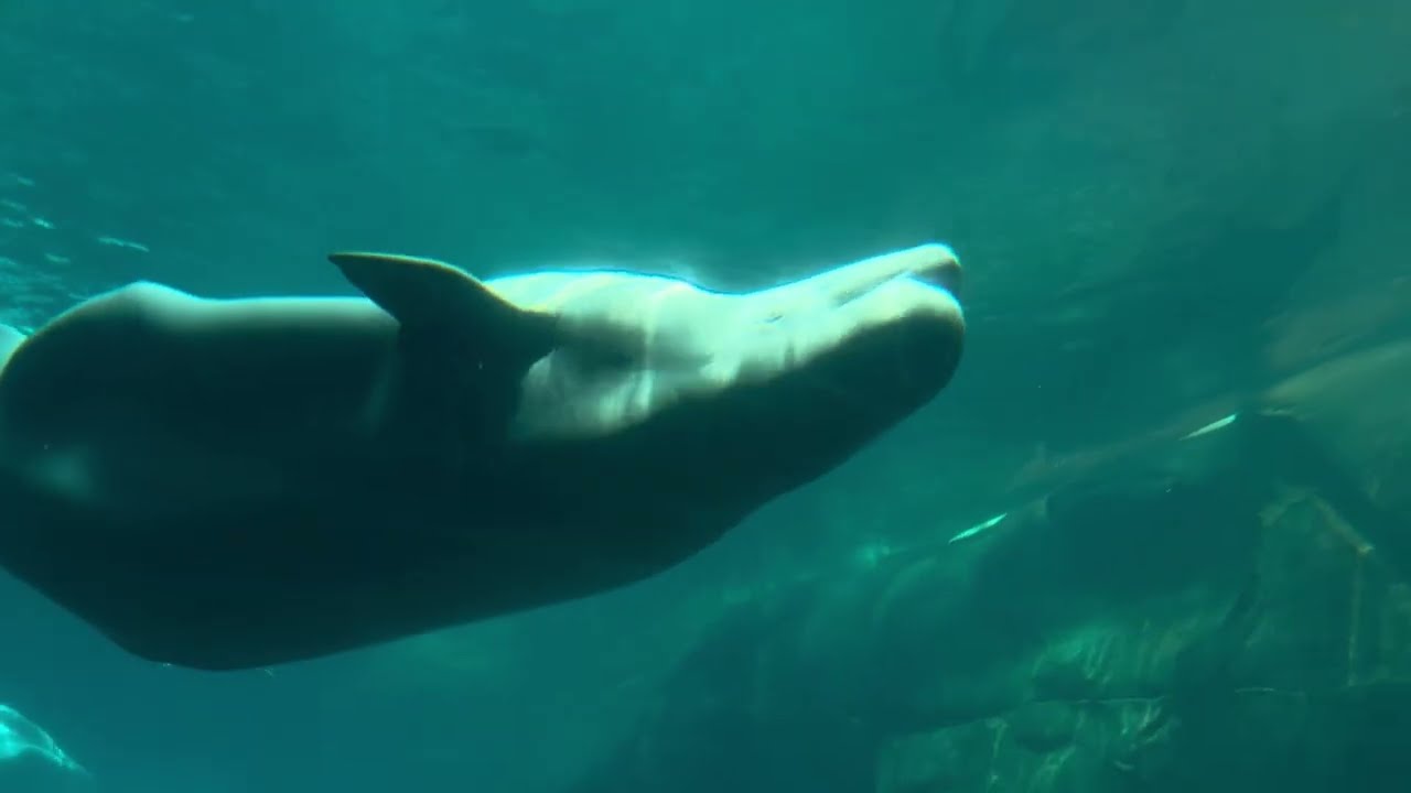would you believe that I went to another aquarium :)