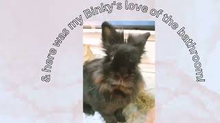 rabbit similarities/Binky and Dinky's love of the bathroom by Binky Bunny's Way 245 views 2 months ago 1 minute, 47 seconds