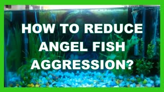 2 STEP TO CALM AGGRESSIVE ANGEL FISH :: BEGINNERS GUIDE