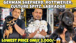 Lowest Price Dog Sale in Guwahati | Rottweiler,Labrador,German Shepherd,Culture Spitz 😍