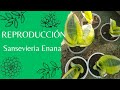 Como Reproducir Sansevieria enana variegada super FACIL Y EFECTIVA Paso a paso