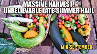 Massive September Allotment Harvest! Unbelievable Late-Summer Haul