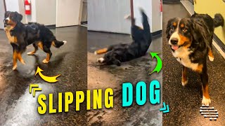 Guilty Dog Slips Jumping Away from Owner