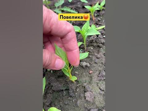 Повелика. Сорняки. Караул #огород #овощи #рассада #паразиты - YouTube