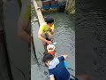Suasana Pagi Kolam Ikan Pedesaan #youtubeshorts #gardening #fishing #harvesting